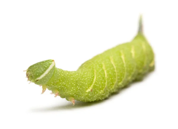 stock image Lime Hawk-moth caterpillar - Mimas tiliae