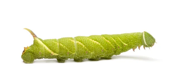 Lime Hawk-moth caterpillar - Mimas tiliae — Stock Photo, Image