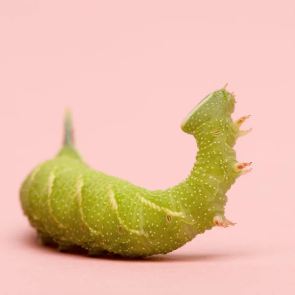 stock image Lime Hawk-moth caterpillar - Mimas tiliae