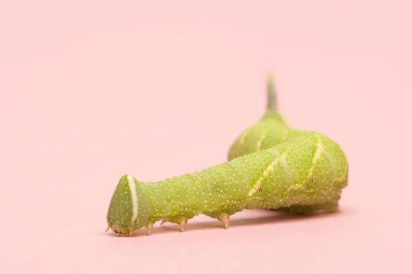 Kalk hawk-moth caterpillar - Lindepijlstaart — Stockfoto