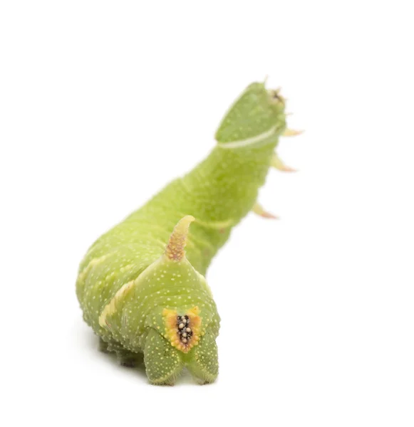 Kireç Şahin-güve caterpillar - mimas tiliae — Stok fotoğraf