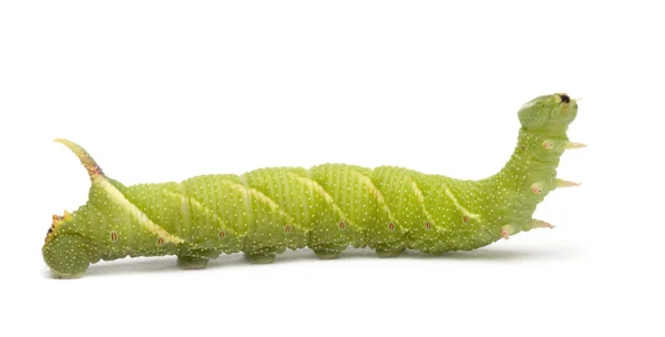 Lime hawk-mal caterpillar - mimas tiliae — Stockfoto