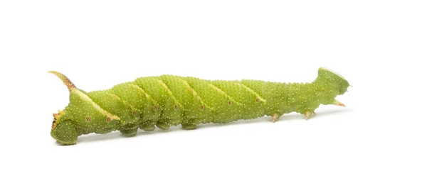 Vápno jestřáb moth housenka - mimas tiliae — Stock fotografie