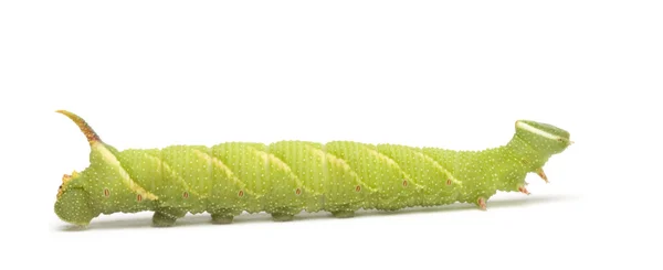 Lime hawk-mal caterpillar - mimas tiliae — Stockfoto