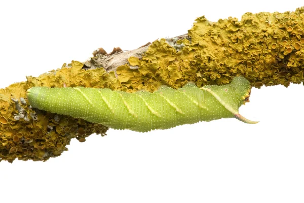 Гусеница ястребиная - Mimas tiliae — стоковое фото