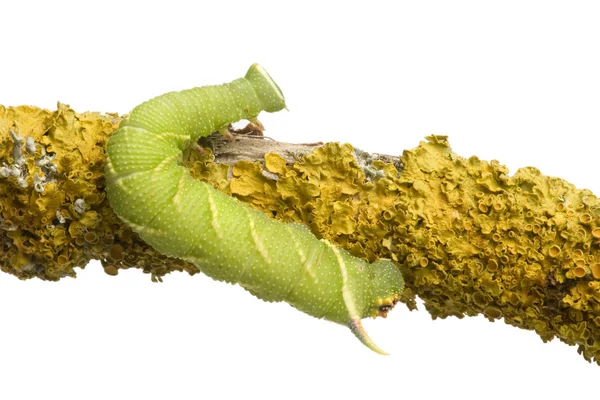 Lime Hawk-moth гусениця - Mym tiliae — стокове фото