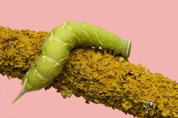 Vápno jestřáb moth housenka - mimas tiliae — Stock fotografie