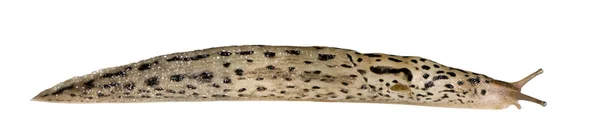 Wielki ślimak szary - limax maximus — Zdjęcie stockowe
