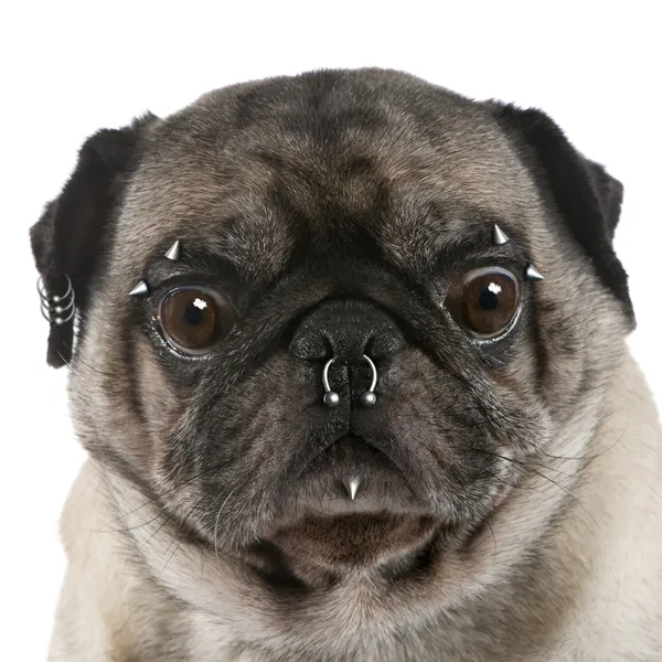 Портрет мопса з пірсингом на носі та обличчі перед білим b — стокове фото