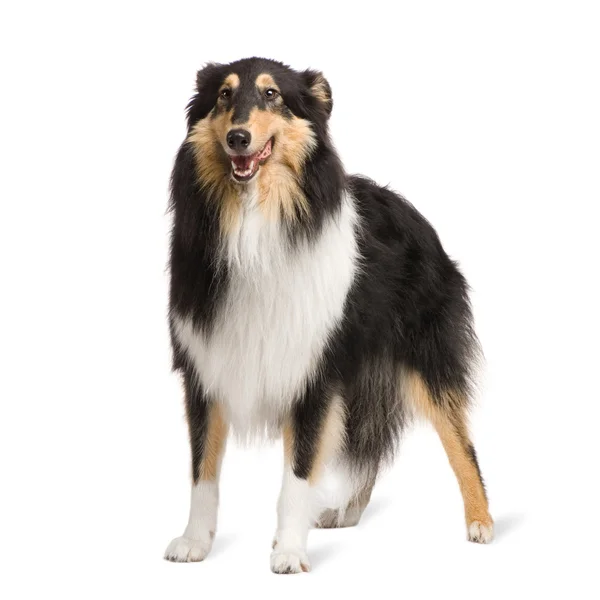 Rough Collie (2 years) — Stock Photo, Image