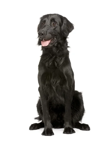 黑色拉布拉多犬 (17 个月) — 图库照片