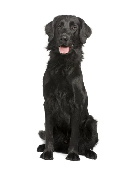 Black Labrador retriever (17 maanden) — Stockfoto