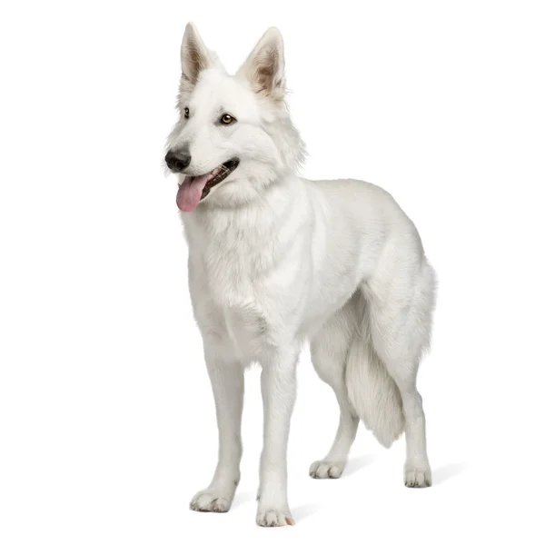 Perro pastor suizo blanco (10 meses ) —  Fotos de Stock