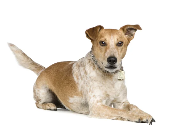 Mixed-Breed Dog between fox terrier and jack russel — Stock Photo, Image