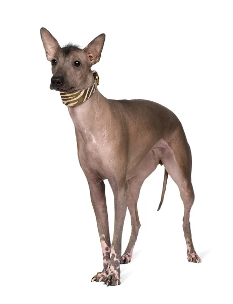 Perulu tüysüz köpek (1 yıl) — Stok fotoğraf