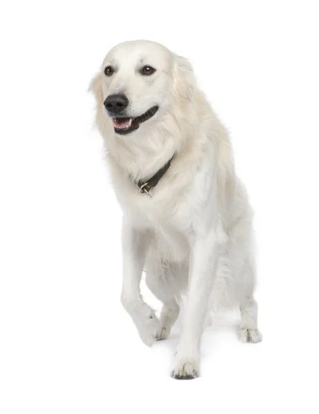 Mischlingshund zwischen Golden Retriever und Husky (5 Jahre)) — Stockfoto