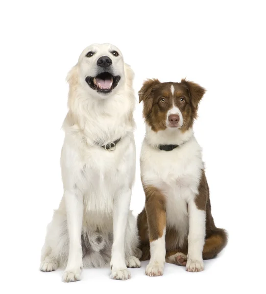 Owczarek australijski Puppy (5 miesięcy) i złoty pies myśliwski — Zdjęcie stockowe