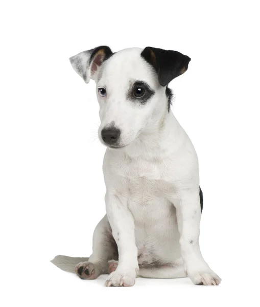 Puppy Jack russell (5 months) — Stock Photo, Image