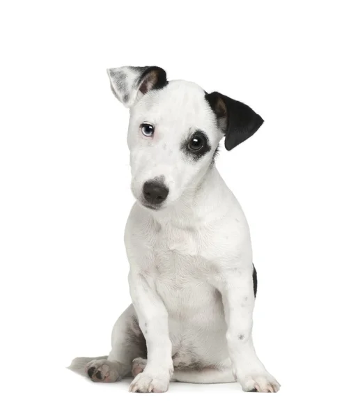 Puppy Jack russell (5 maanden) — Stockfoto