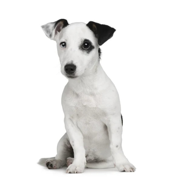 Cachorro Jack russell (5 meses ) — Foto de Stock