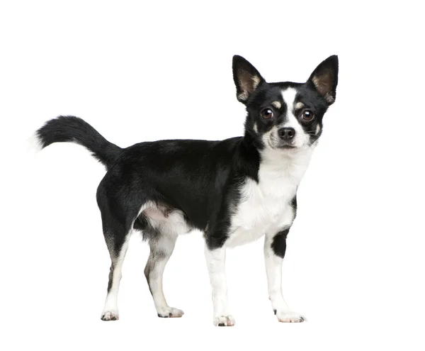 Vegyes fajta kutya-val egy chihuahua — Stock Fotó