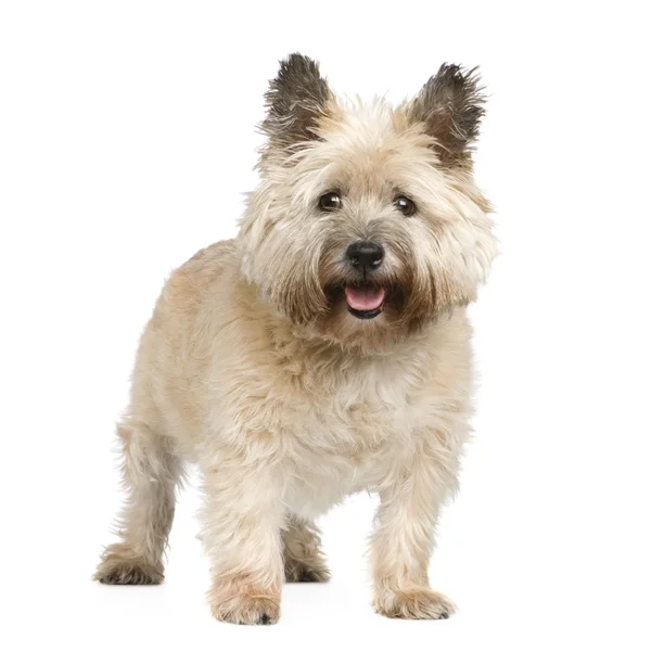 Cairn Terrier (12 anos ) — Fotografia de Stock
