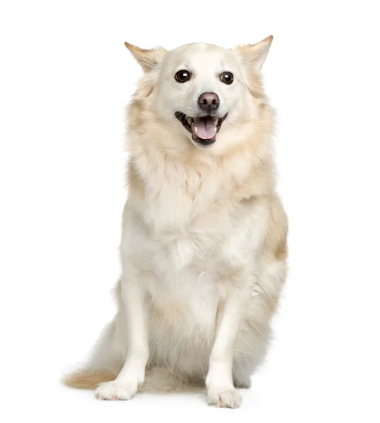 Karışık-breed köpek — Stok fotoğraf