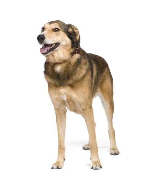 混合品種の犬 — ストック写真