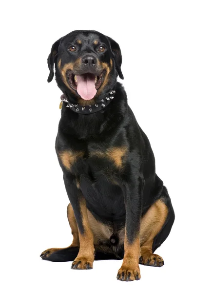 Rottweiler (5 anos ) — Fotografia de Stock