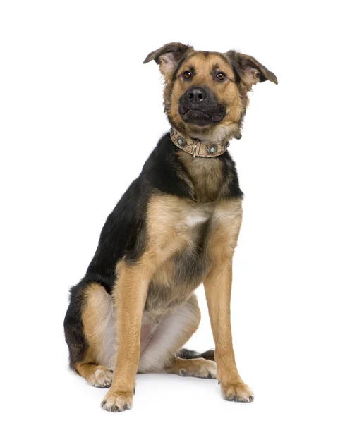 Mixed-Breed Dog between a german shepherd and a beauceron — Stock Photo, Image