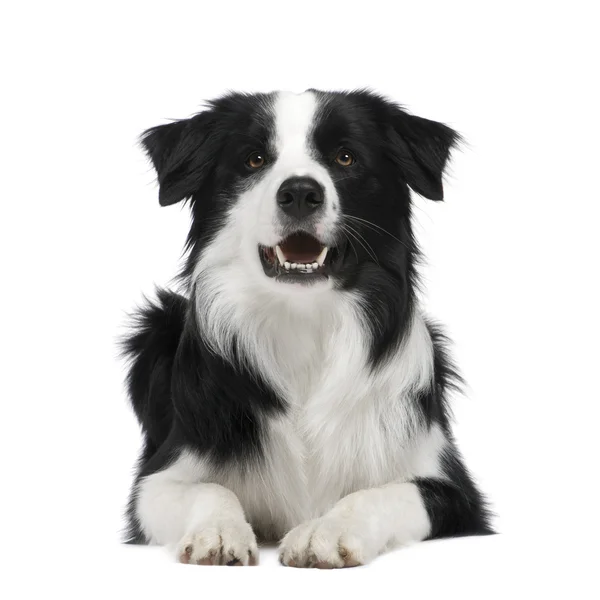 Border Collie (15 months) — Stock Photo, Image
