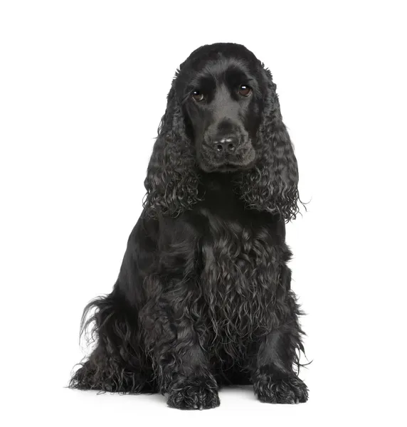 英国可卡犬 (2 年) — 图库照片