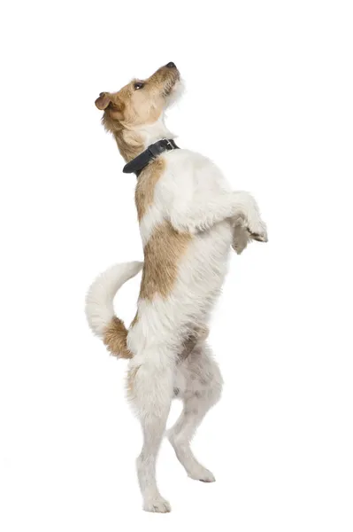 Gemengd-ras hond met een terriër (2 jaar) — Stockfoto