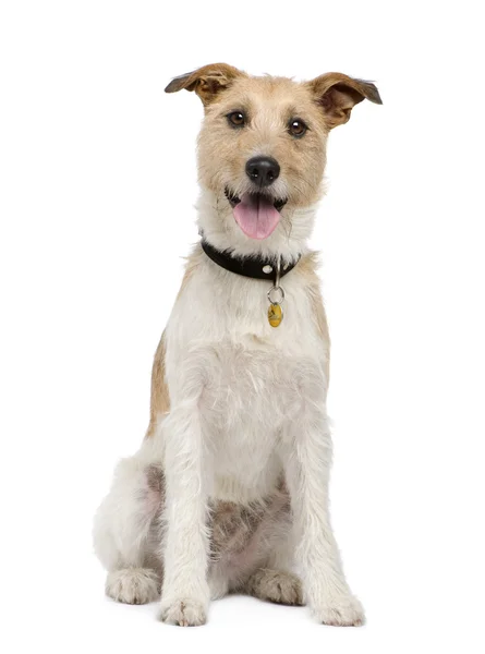 Mixed-Breed Dog with a terrier (2 years) — Stock Photo, Image