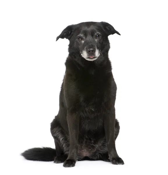 Cão de raça mista velho com um labrador — Fotografia de Stock