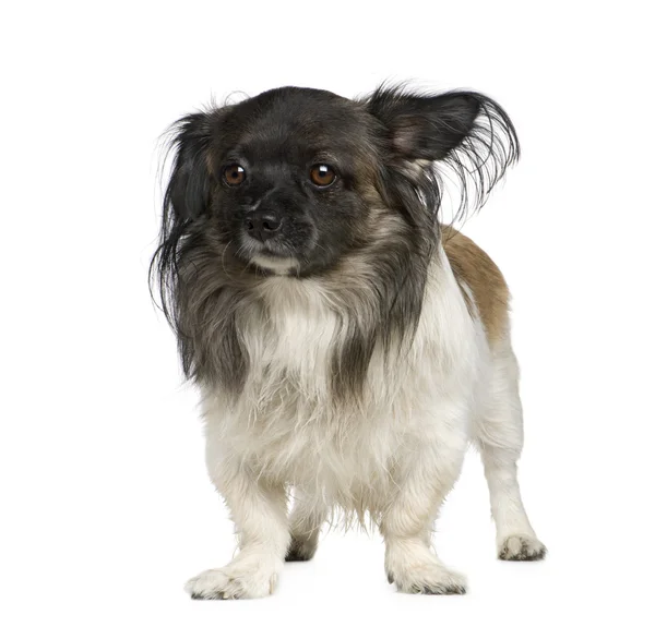 Mixed-Breed Dog with a papillon — Stock Photo, Image