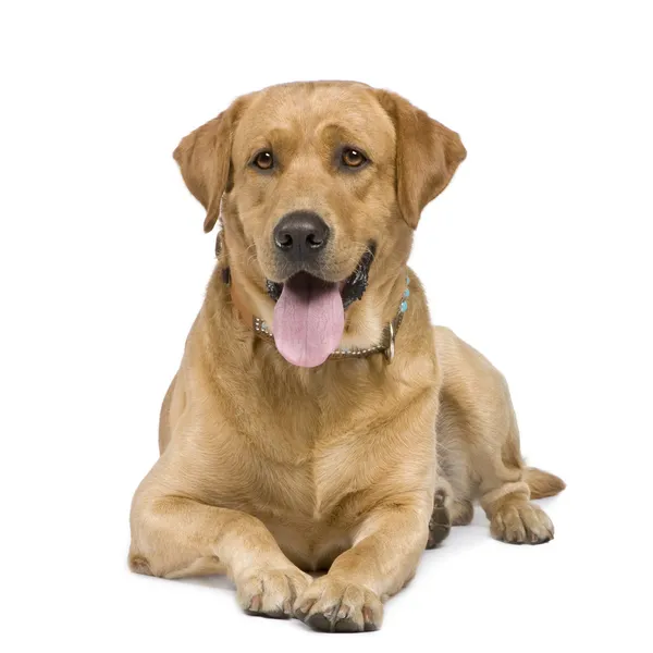 Labrador (3 Jahre)) — Stockfoto