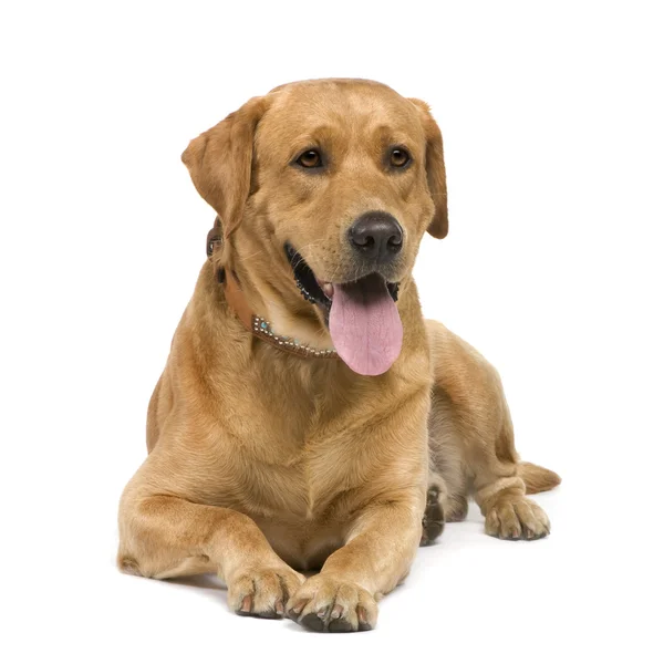 Labrador (3 Jahre)) — Stockfoto