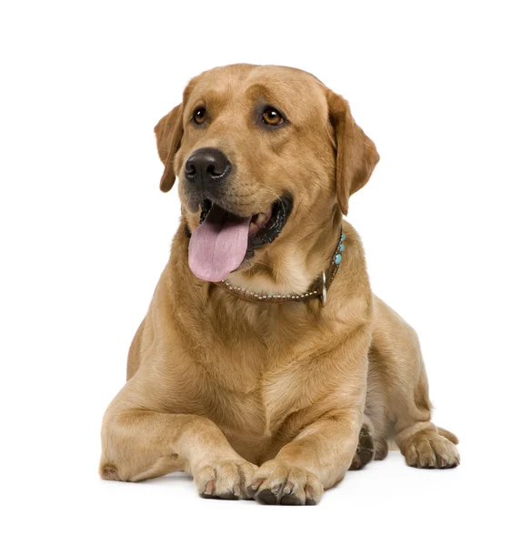 Labrador (3 jaar) — Stockfoto