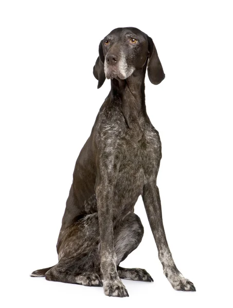German Shorthaired Pointer (11 years) — Stock Photo, Image