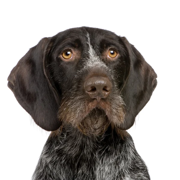 German Shorthaired Pointer (4 years) — Stock Photo, Image