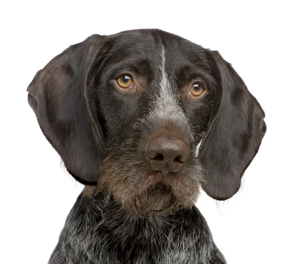German Shorthaired Pointer (4 years) — Stock Photo, Image