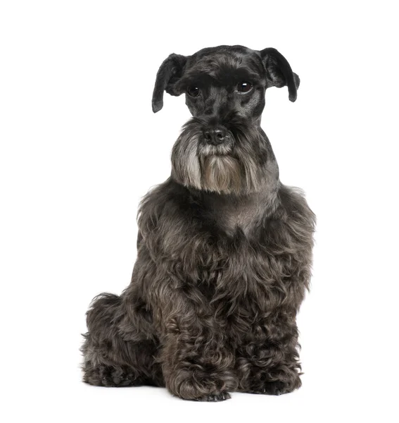 标准雪纳瑞犬 (8 年) — 图库照片