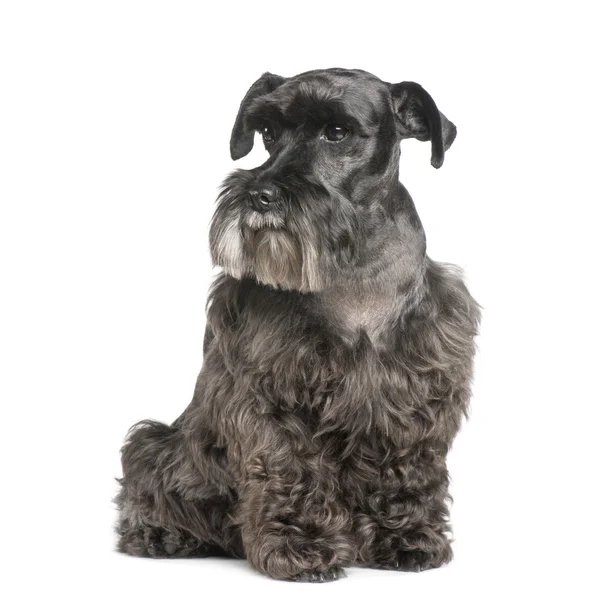 标准雪纳瑞犬 (8 年) — 图库照片