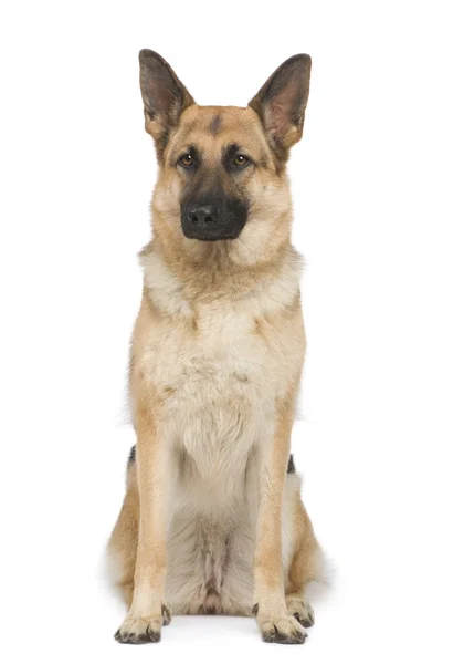 Schäferhund (2 Jahre)) — Stockfoto