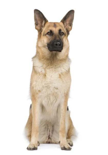 Schäferhund (2 Jahre)) — Stockfoto