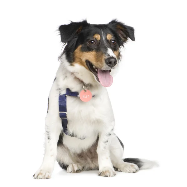 Vegyes fajta kutya-val egy jack russel (18-hónap) — Stock Fotó