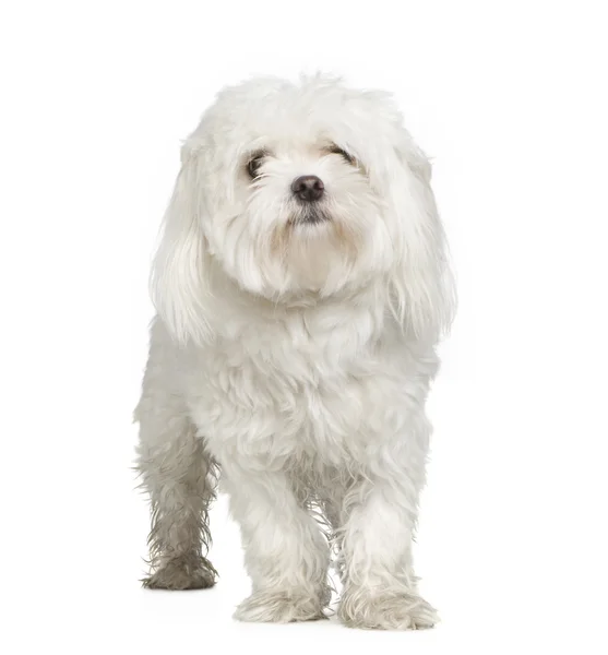 Malteser Hund (2 Jahre)) — Stockfoto