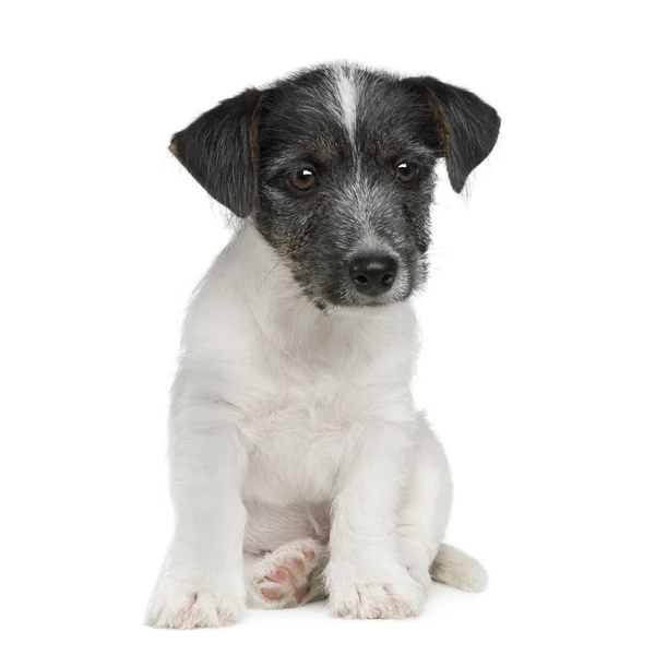 Cachorro Jack russell (11 semanas ) — Foto de Stock