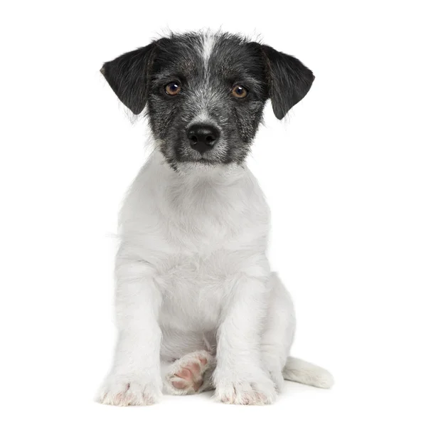 Puppy Jack Russell (11 săptămâni ) — Fotografie, imagine de stoc